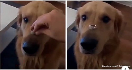Frau lässt Hund posieren, um ihren Verlobungsring anzukündigen und bereut es sofort